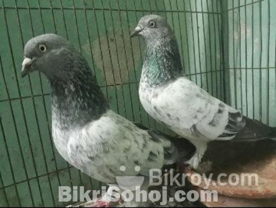 Pigeon কবুতর